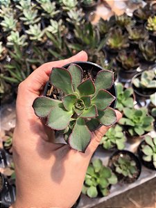 Suculenta Aeonium Haworthi