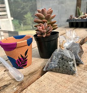 Kit Suculenta Vaso Barro Pintura