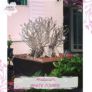 1 SEMENTE  ARABICUM WHITE ZOMBIE