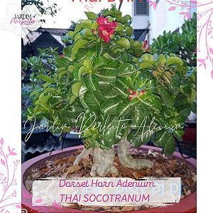 1 SEMENTE THAISOCOTRANUM DHA