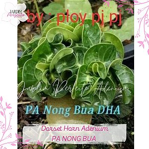1 SEMENTE MINI DHA 100% PA NONG BUA