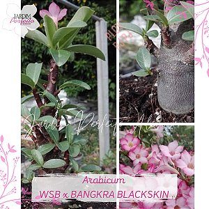 1 SEMENTE ARABICUM WSB X BANGKRA