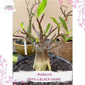 1 SEMENTE ONYX x BLACK HAWK
