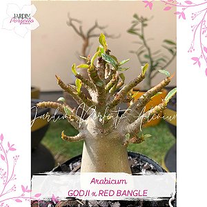 1 SEMENTE ARABICUM GODJI x RED BANGLE