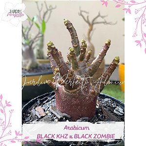 1 SEMENTE ARABICUM BLACK KHZ X BLACK ZOMBIE