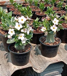 1 SEMENTE ARABICUM WHITE HOUSE (FLOR BRANCA)