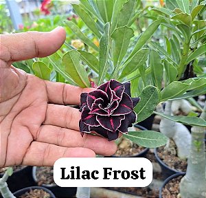1 MUDA DE ENXERTO LILAC FROST
