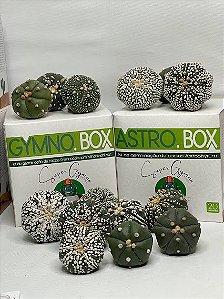 COMBO GYMNO.BOX e ASTRO.BOX + BRINDE