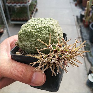 6 SEMENTES PSEUDOLITHOS CUBIFORMIS