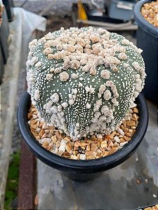 2 SEMENTES DE ASTROPHYTUM SUPER KABUTO CV. HANAZONO