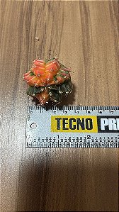 CACTO GYMNOCALYCIUM MIHANOVICHII VARIEGATA MIX