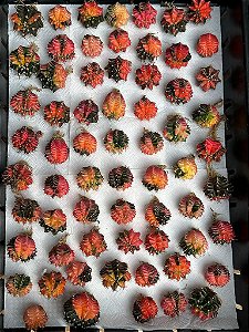 50 CACTOS GYMNOCALYCIUM FORA DE PADRÃO 2 a 2,5cm