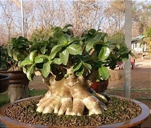 1 SEMENTE ARABICUM KHAOYAI