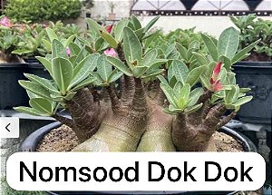 1 SEMENTE ARABICUM NOMSOOD DOK DOK