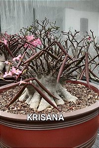 1 SEMENTE ARABICUM KRISANA