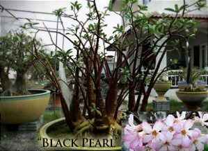 1 SEMENTE ARABICUM BLACK PEARL