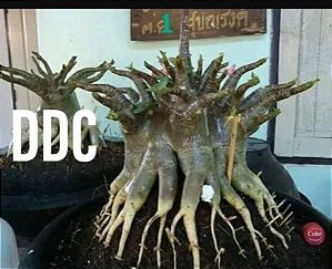 1 SEMENTE ARABICUM DUM DOT COM (DDC)
