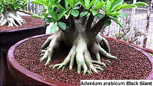 1 SEMENTE ARABICUM BLACK GIAN JAPAN