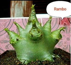 1 SEMENTE ARABICUM RAMBO