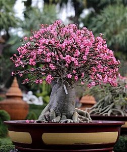1 SEMENTE ARABICUM RACHINEE (RCN)
