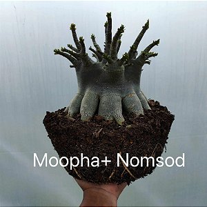 1 SEMENTE ARABICUM MOOPHA X NOMSOOD