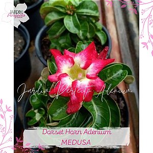 1 SEMENTE DE MEDUSA 100% DHA