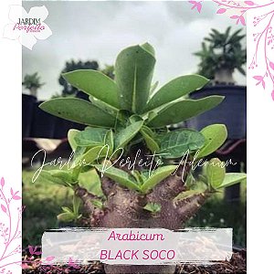 1 SEMENTE  BLACK SOCO THAI