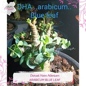 1 SEMENTE ARABICUM DHA BLUE LEAF