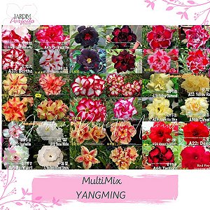 100 SEMENTES MULTIMIX YANG MING