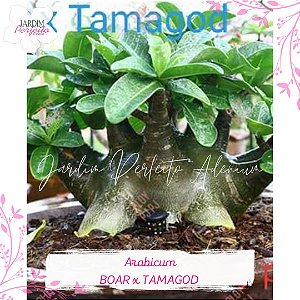 1 SEMENTE ARABICUM BOAR X TAMAGOD