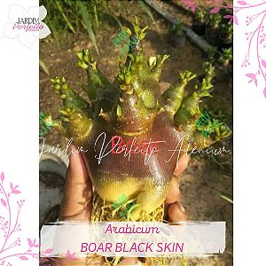 1 SEMENTE ARABICUM BOAR