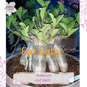 1 SEMENTE ARABICUM FAT BABY