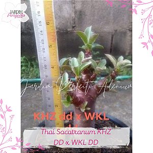 1 SEMENTE DHA  KHZ DD X WKL DD
