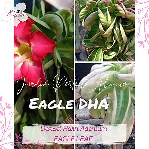 1 SEMENTE DHA 100% EAGLE LEAF