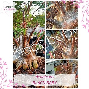 1 SEMENTE ARABICUM BLACK BABY