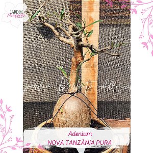 1 SEMENTE NOVA TANZÂNIA PURA (HABITAT)