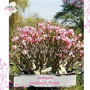 1 SEMENTE  ARABICUM EMERALD CROWN
