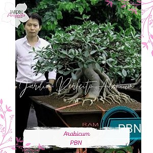 1 SEMENTE ARABICUM PBN ( Phet Ban Na)