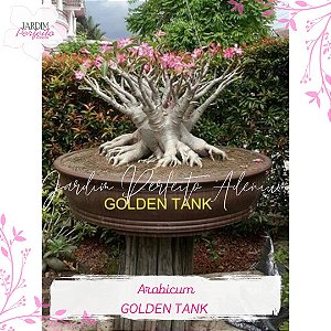 1 SEMENTE ARABICUM GOLDEN TANK
