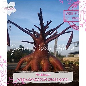 1 SEMENTE ARABICUM WSB X CHADA DUM CROSS ONYX