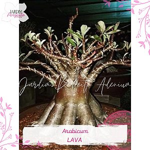 1 SEMENTE  ARABICUM LAVA