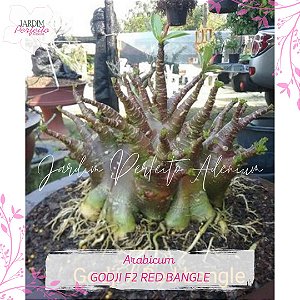 1 SEMENTE ARABICUM GODJI F2 X RED BANGLE