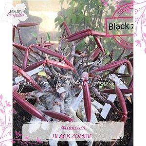 1 SEMENTE ARABICUM BLACK ZOMBIE