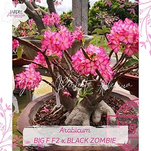 1 SEMENTE  ARABICUM BIG F F2 x BLACK ZOMBIE
