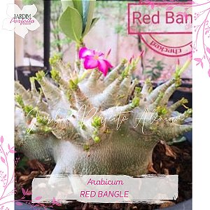 1 SEMENTE  ARABICUM RED BANGLE