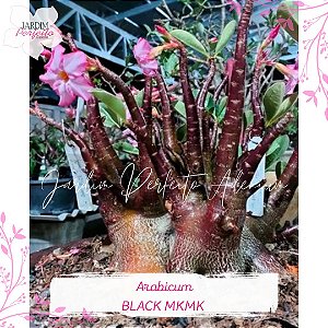 1 SEMENTE ARABICUM BLACK MKMK