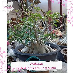 1 SEMENTE ARABICUM CHADA PUN LAN X DHA 5-10%