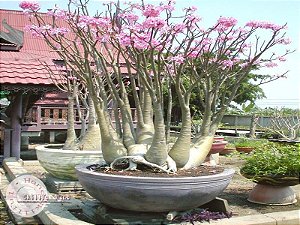 1 SEMENTES ARABICUM DESERT NIGHT FORK