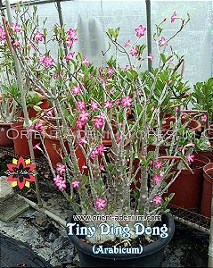 2 SEMENTES ARABICUM TINY DING DONG