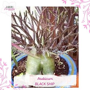 1 SEMENTE ARABICUM BLACK SHIP